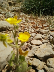 Ranunculus neocuneatus