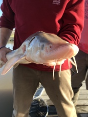 Acipenser fulvescens