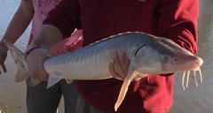 Acipenser fulvescens