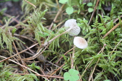 Paragymnopus perforans