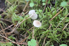 Paragymnopus perforans