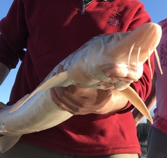 Acipenser fulvescens