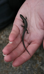 Metallic Cool-Skink photo 5