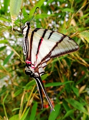 Graphium porthaon