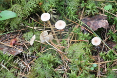 Paragymnopus perforans