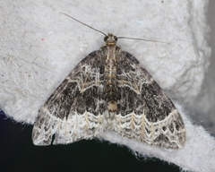 Ecliptopera silaceata