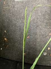 Lolium perenne perenne