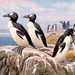 Pinguinus impennis - Photo Heinrich Harder, δεν υπάρχουν γνωστοί περιορισμοί πνευματικών δικαιωμάτων (Κοινό Κτήμα)