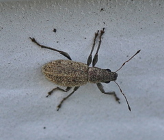 Polydrusus inustus