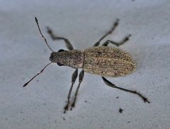 Polydrusus inustus