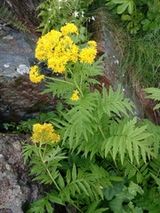 Descurainia tanacetifolia