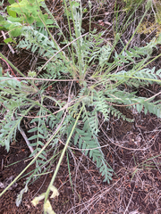 Oxytropis campestris