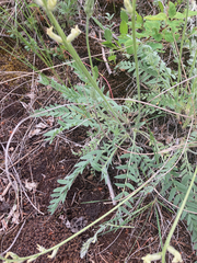 Oxytropis campestris