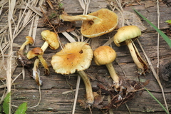 Pholiota elegans