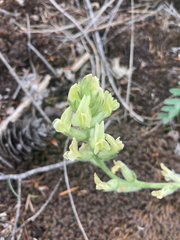Oxytropis campestris
