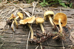 Pholiota elegans