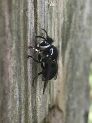 Dolichovespula maculata