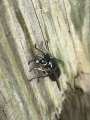 Dolichovespula maculata