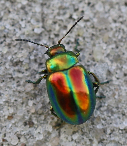 Dead-nettle Leaf Beetle
