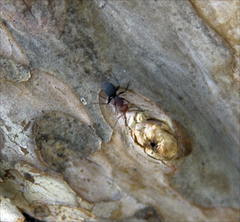 Camponotus rectangularis