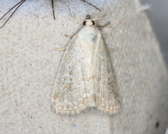 Protodeltote albidula