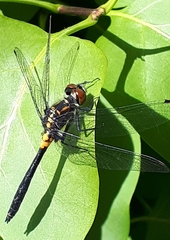Leucorrhinia proxima