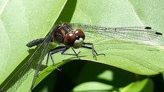 Leucorrhinia proxima