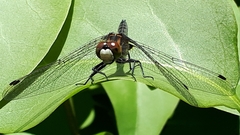 Leucorrhinia proxima