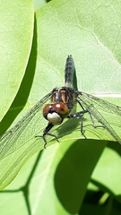 Leucorrhinia proxima