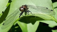 Leucorrhinia proxima
