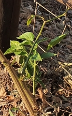 Capsicum baccatum pendulum