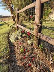 Capsicum baccatum pendulum