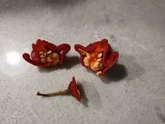 Capsicum baccatum pendulum