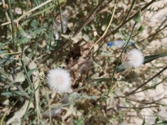 Sonchus oleraceus