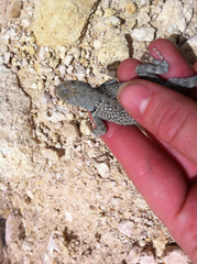 Sceloporus merriami