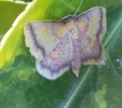 Idaea muricata