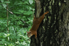 Sciurus vulgaris