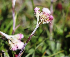 Antennaria dioica