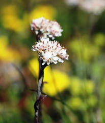 Antennaria dioica
