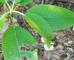 Exobasidium rhododendri