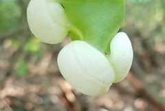 Exobasidium rhododendri