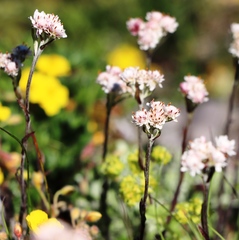 Antennaria dioica