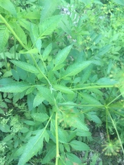 Osmorhiza occidentalis