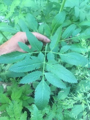 Osmorhiza occidentalis