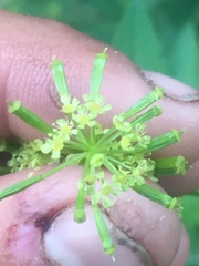 Osmorhiza occidentalis