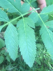 Osmorhiza occidentalis