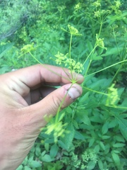 Osmorhiza occidentalis