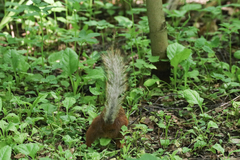 Sciurus vulgaris
