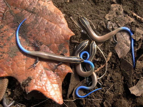 Oak Forest Skink