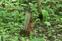 Sciurus vulgaris